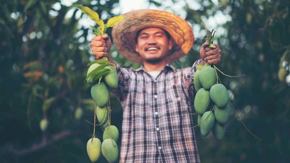 Even in trace amounts, molybdenum remains indispensable for healthy mango development