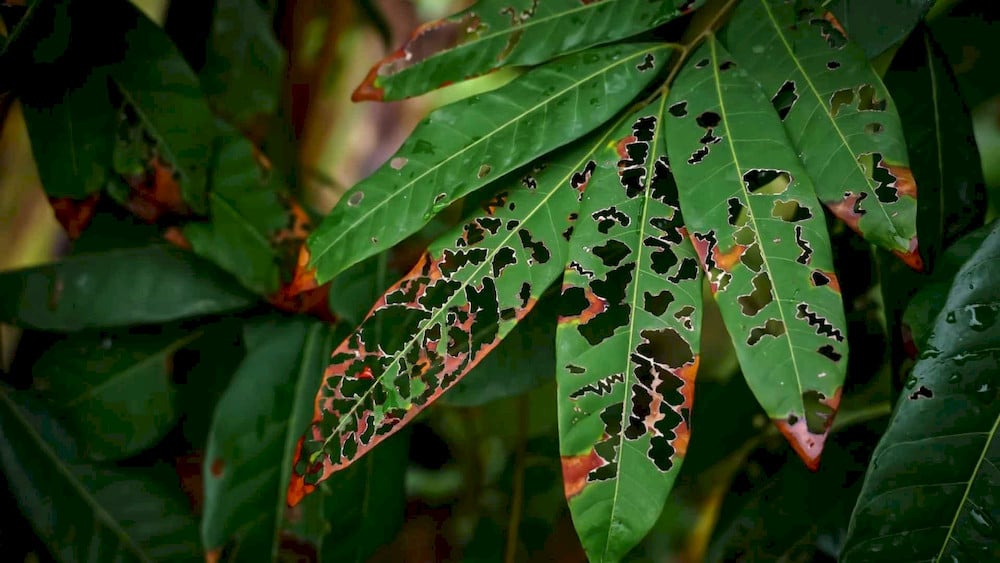 Excessive application of animal-derived products can cause leaf burn or inhibit crop growth