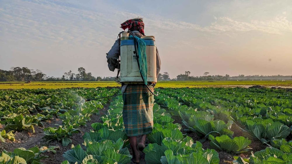 Farmers apply AAPH treatments 24 to 48 hours before anticipated environmental stress