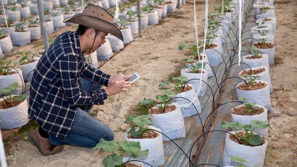 Fertigation delivers nutrients directly to the root zone, improving uptake efficiency and reducing fertilizer losses