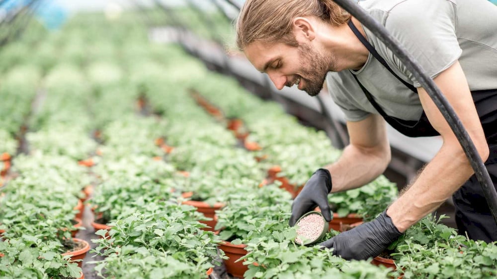 Following good application practices helps maximize the benefits of NPK 0 52 34 while reducing the risk of crop injury
