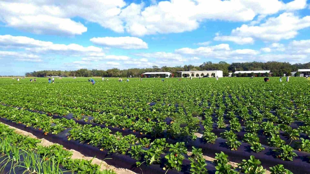 Greater fertilizer efficiency translates into lower production costs and a smaller environmental footprint