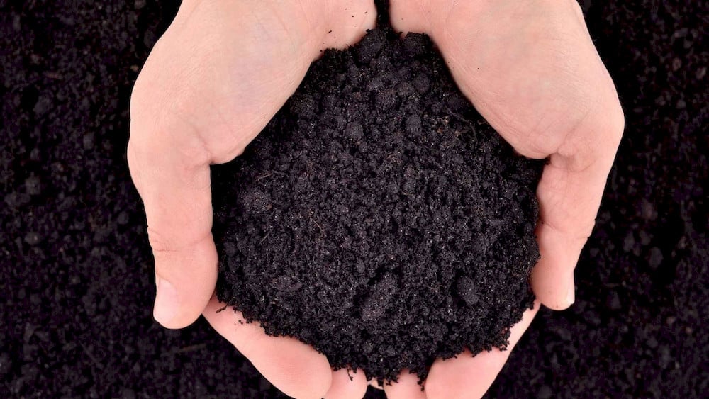 Healthy soil conditions promote efficient micronutrient uptake by banana roots