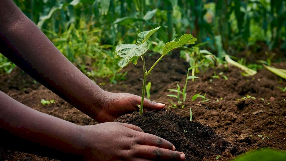 High-quality fertilizers contain predominantly L-amino acids for rapid plant uptake