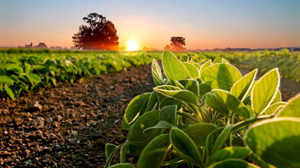 Highly acidic soil conditions drastically reduce molybdenum availability for seasonal soybean crops