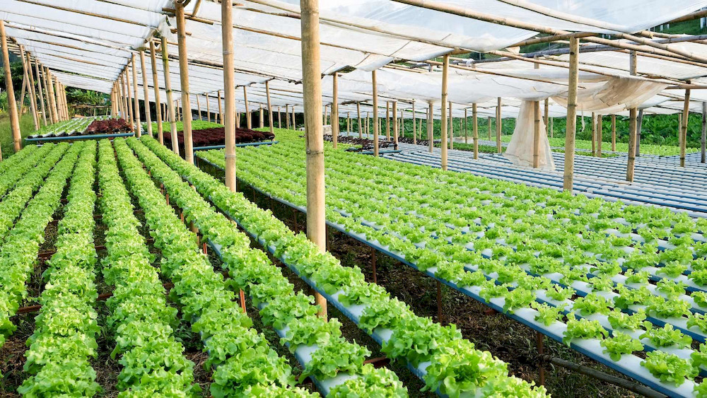 2 Methods To Make Micronutrient Fertilizer: Practical DIY Approaches