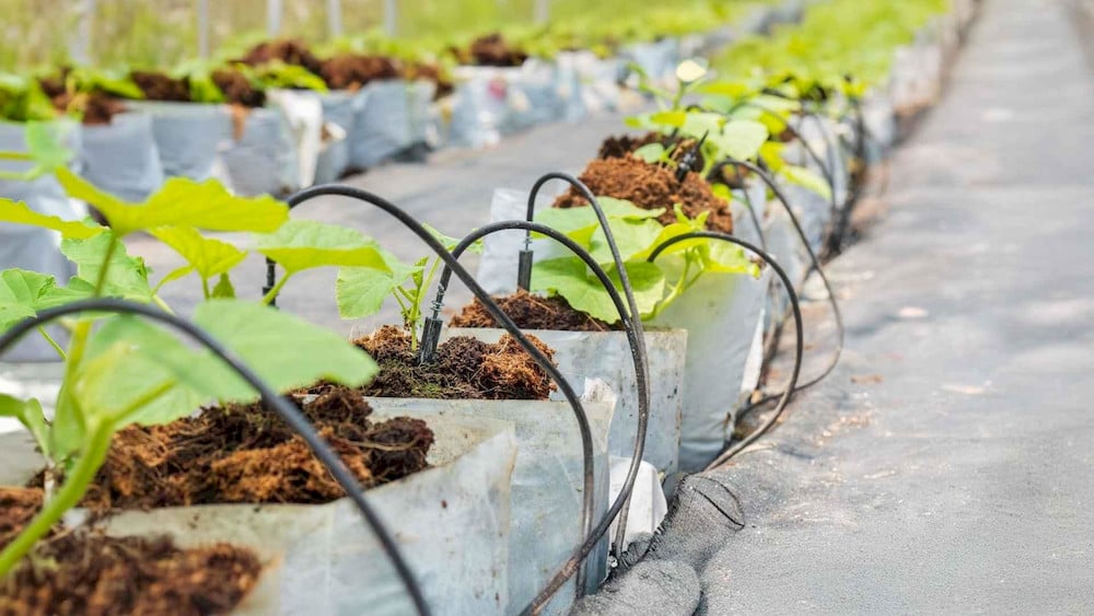 The Ultimate Guide on How to Use Micronutrient Fertilizer