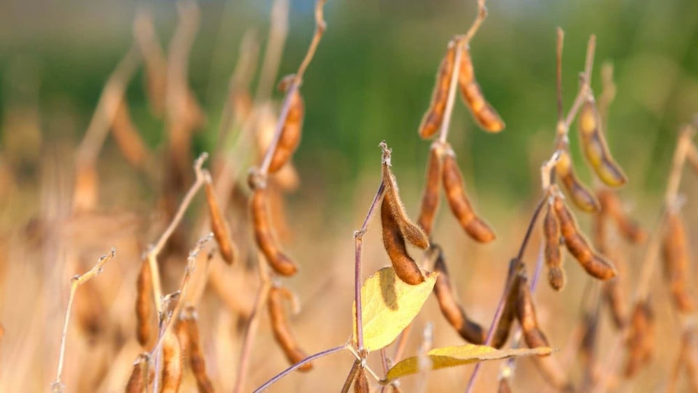 Insufficient copper levels lead to weak stems and a sudden loss of turgor