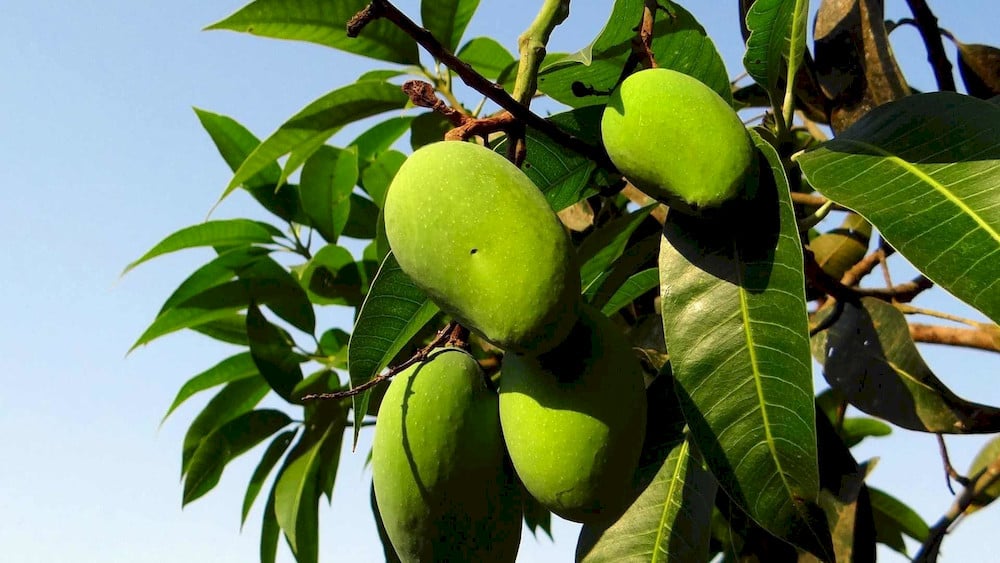 Iron availability is essential for maintaining healthy mango tree development throughout the growing season