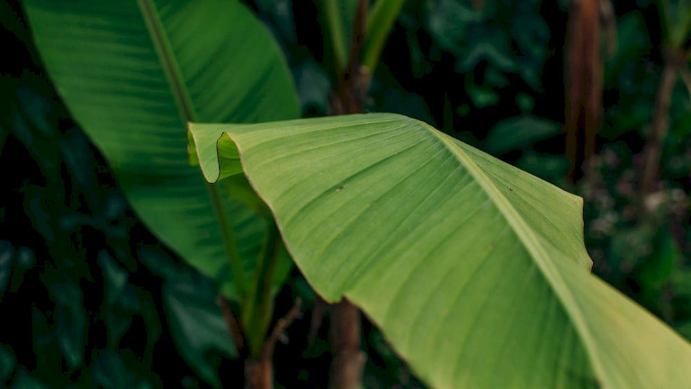 Leaf appearance provides valuable clues for distinguishing different micronutrient deficiencies