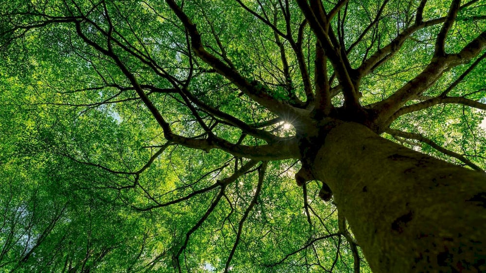 Liquid nutrient capsules slowly feed essential micro-elements into the vascular pathways of orchard trees