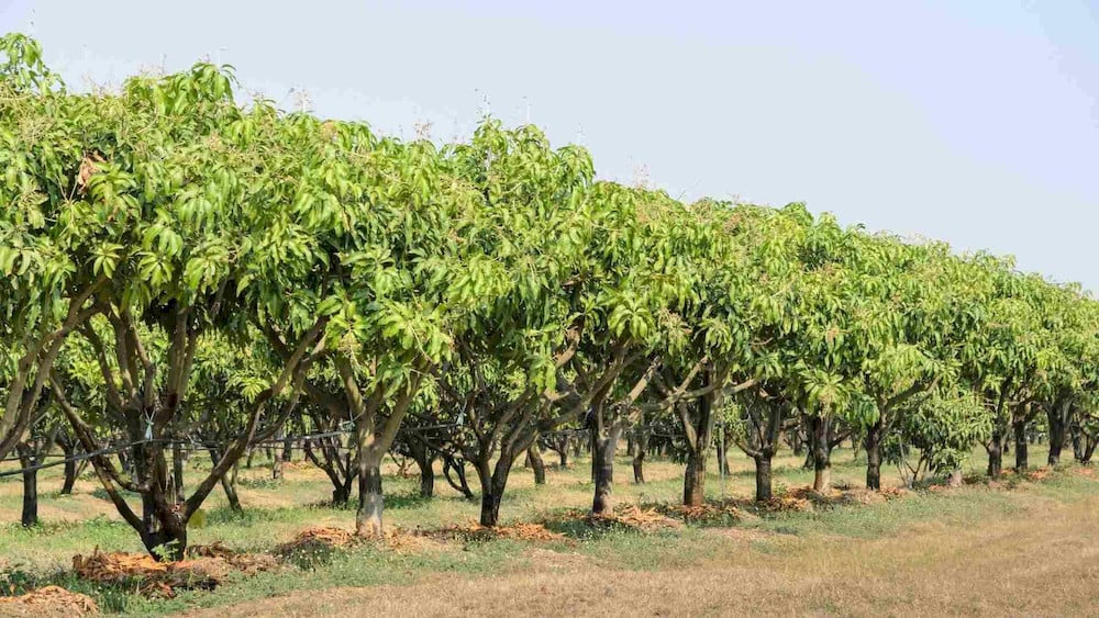 Manganese availability influences the overall efficiency of many physiological processes in mango trees