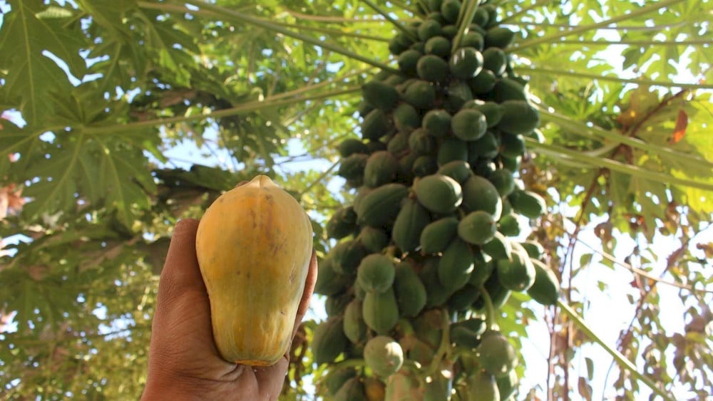 Manganese availability is important for sustaining vigorous plant development