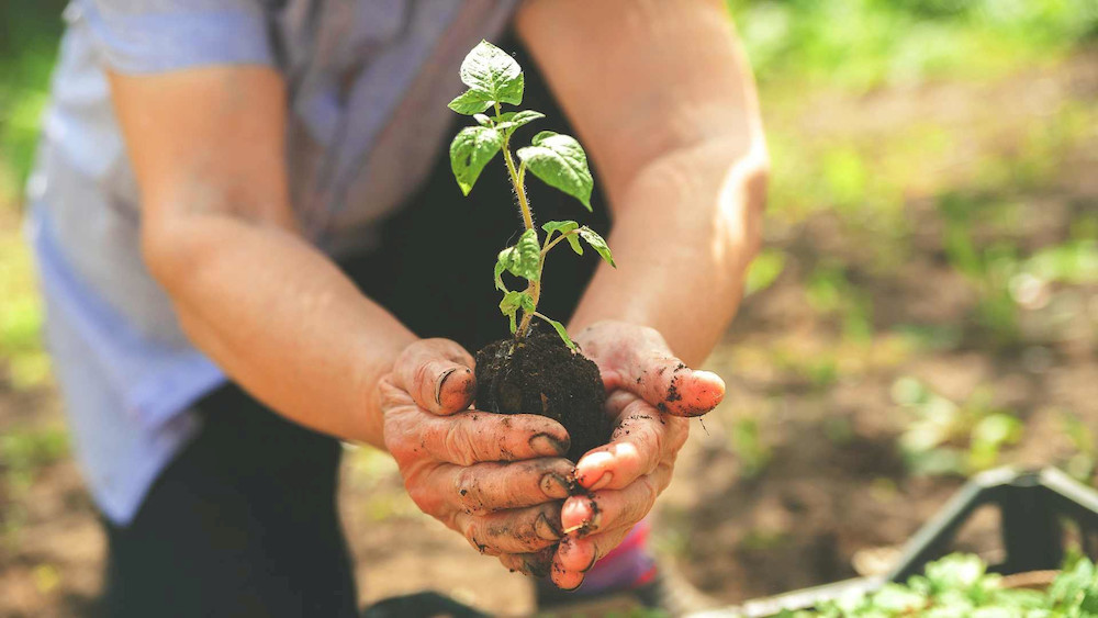 Micronutrient fertilizers help plants recover quickly from visible nutrient stress