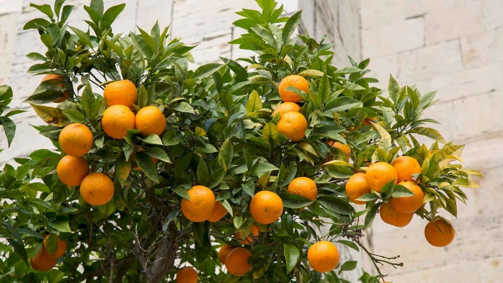 Micronutrients for Citrus Trees: How to Diagnose Deficiencies & Maximize Yield