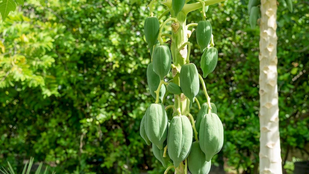 Enhancing Growth and Fruit Quality with Micronutrients for Papaya Plants