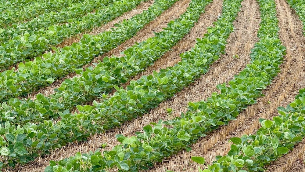 9 Micronutrients for Soybeans to Optimize Yield and Grain Quality