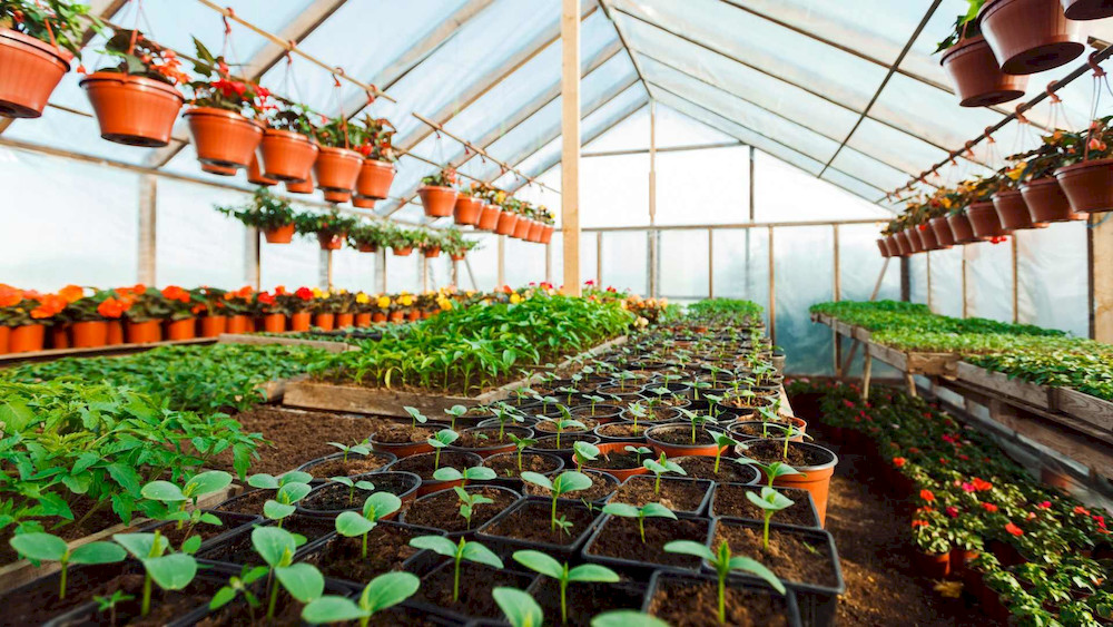 The Ultimate Guide to Micronutrients In The Soil: Availability, Soil Types & Deficiency