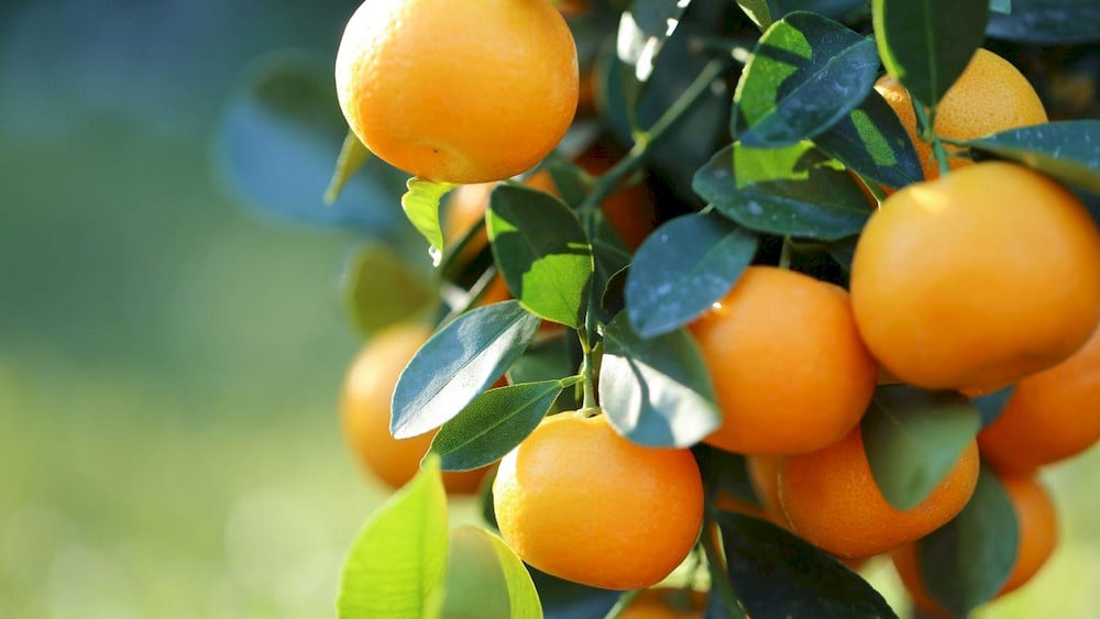 Molybdenum plays a crucial role in helping citrus trees use nutrients more efficiently