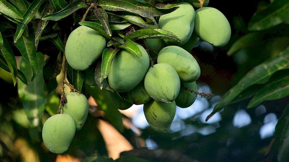 Multiple environmental and physiological factors determine micronutrient uptake efficiency in mango trees