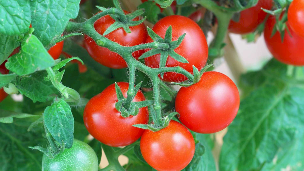 Nutrient programs tailored to crop needs help achieve better yield and market quality