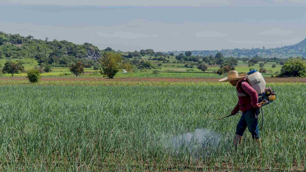 Nutrient timing plays a decisive role in directing crop growth toward the desired production goals