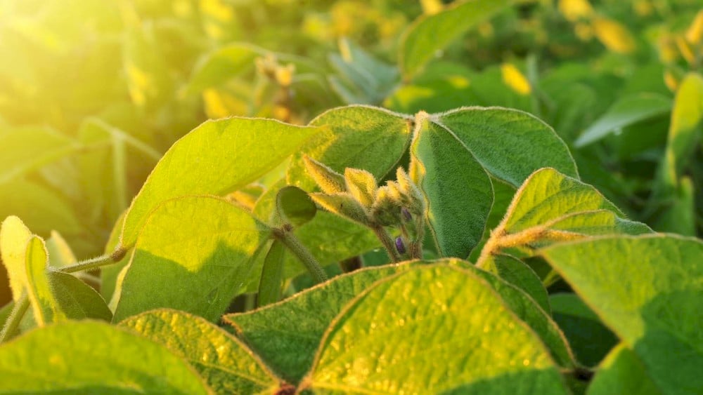 Poorly drained soil structures easily accumulate excess chlorine to cause premature leaf drop