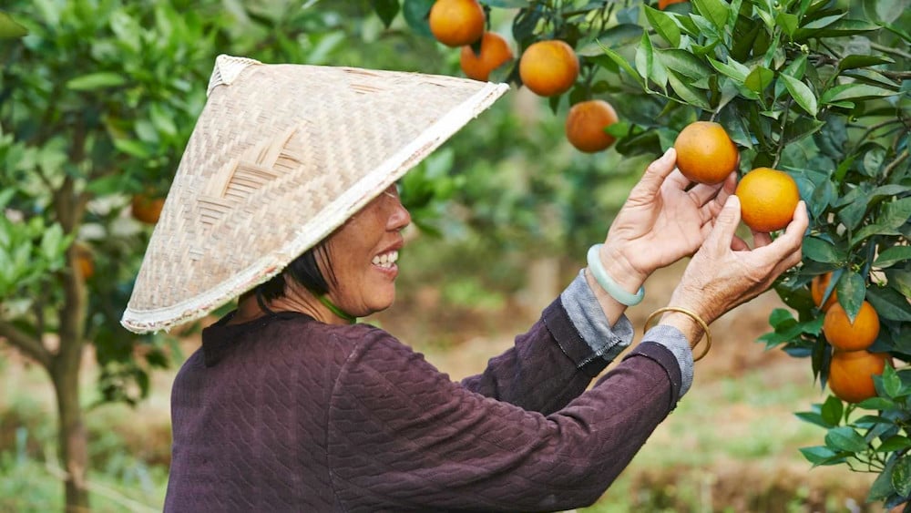 Proper manganese nutrition supports long-term citrus tree health and productivity