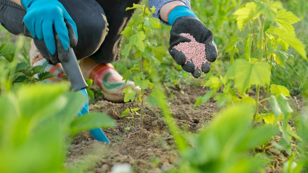 Proper nutrient timing supports healthy growth from establishment to harvest