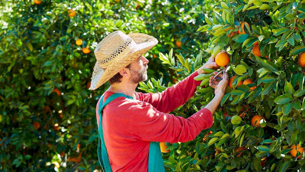 Regular orchard monitoring helps identify micronutrient problems before they affect yield