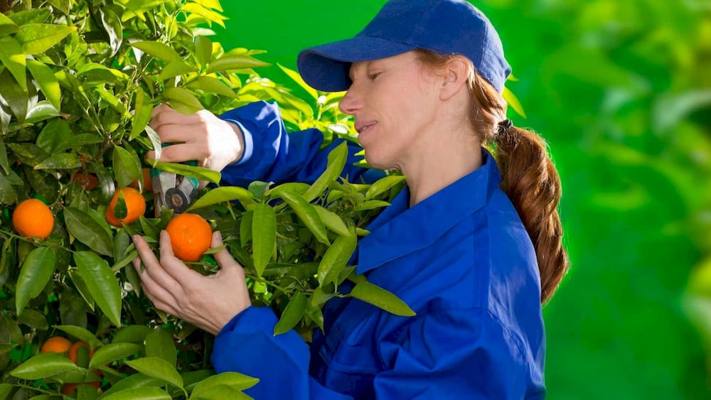 Smart nutrient management helps prevent imbalances and improve citrus tree performance