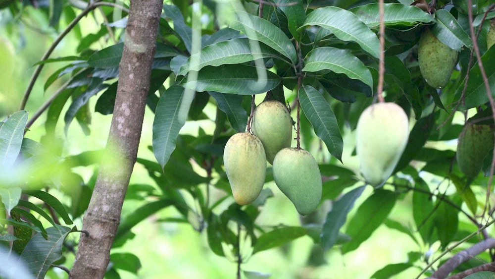 Strong plant structure is the first line of defense against environmental and biological stresses