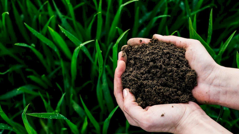 Successful nutrient management starts with knowing your soil