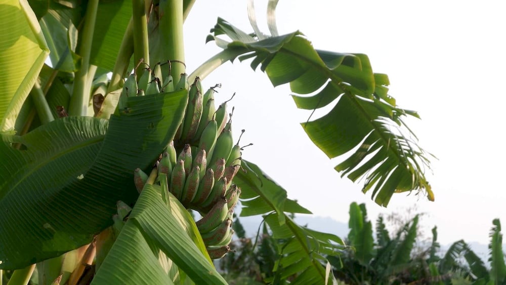 Sufficient iron molecules stimulate chlorophyll synthesis to turn massive banana leaf blades a vibrant deep green