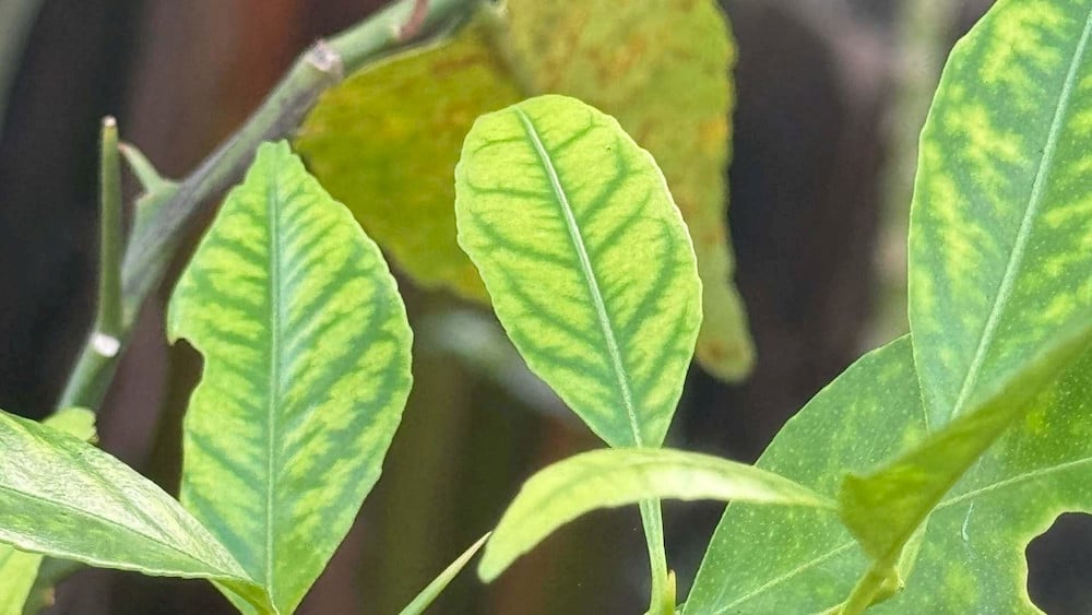 Susceptible soybean fields develop severe iron deficiency chlorosis with yellowing leaf tissues