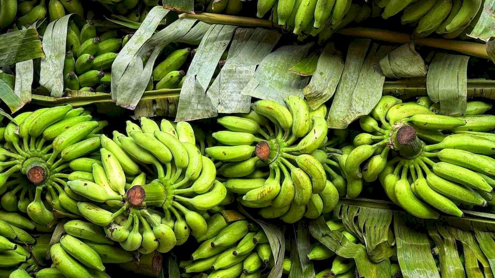 Targeted boron applications significantly improve total soluble solids within harvested fruit crops