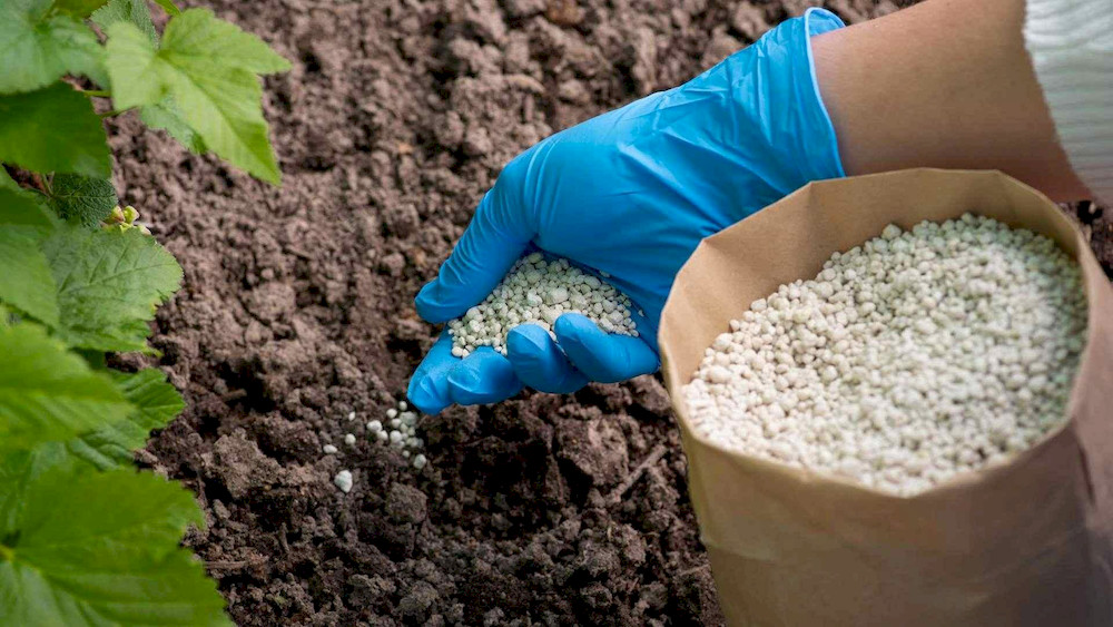 The effectiveness of fortified fertilizers depends on both product formulation and proper placement within the root zone