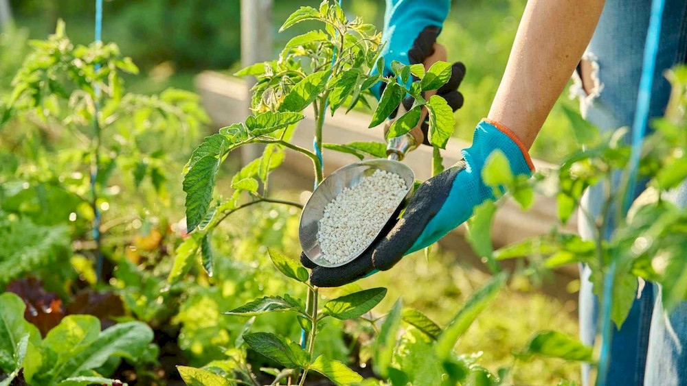 The stability of chelated micronutrients makes them a preferred choice for high-value crops with demanding nutrient requirements