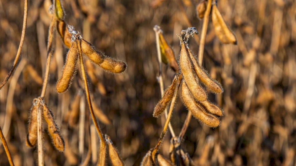 Toxic ureide accumulations cause severe necrosis along the tips of expanded soybean leaves