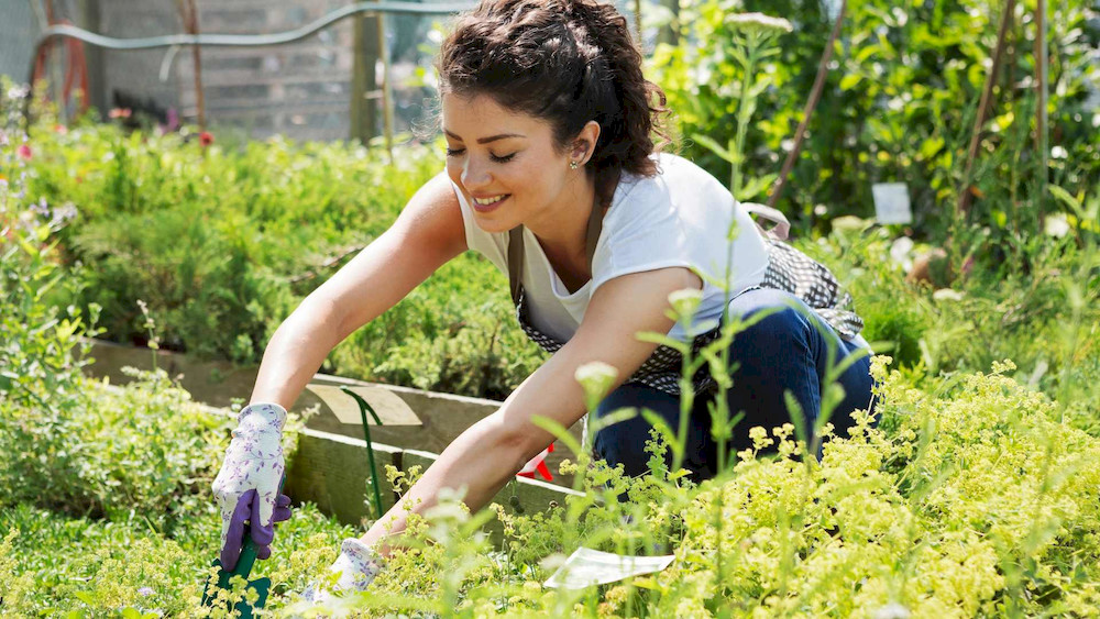 Trace elements work together to maintain normal plant growth and productivity