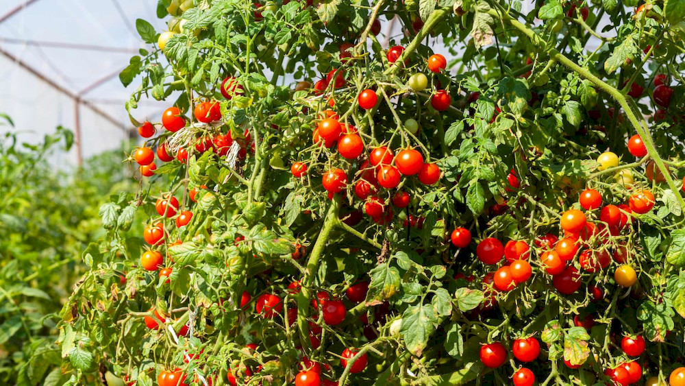 Visual changes in plant tissues often provide the first clues to nutrient imbalances