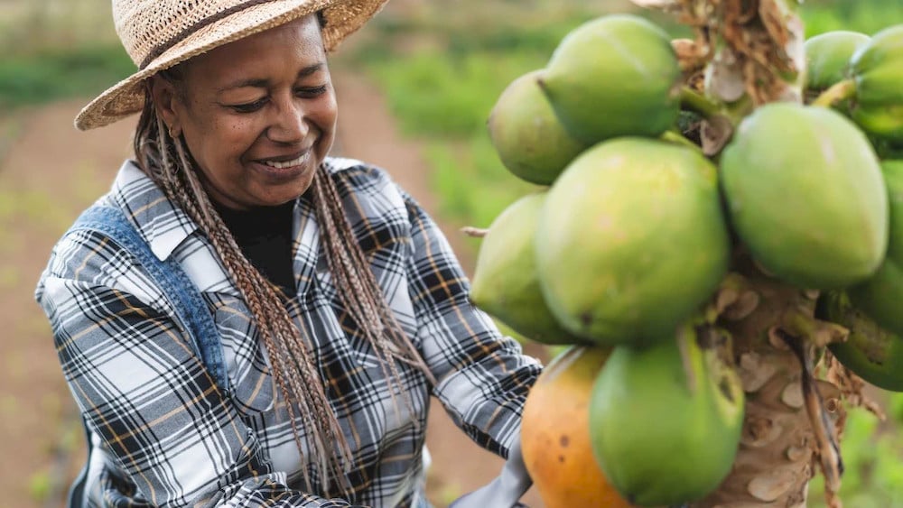 Visual symptoms help identify micronutrient imbalances and support timely papaya crop management