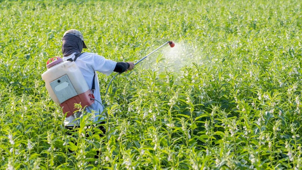 Yellowing crops recover their green color quickly after receiving targeted leaf sprays