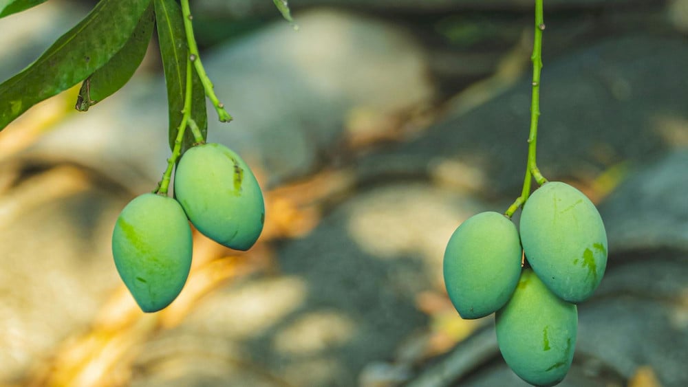 Young leaves provide an ideal window for efficient foliar micronutrient absorption