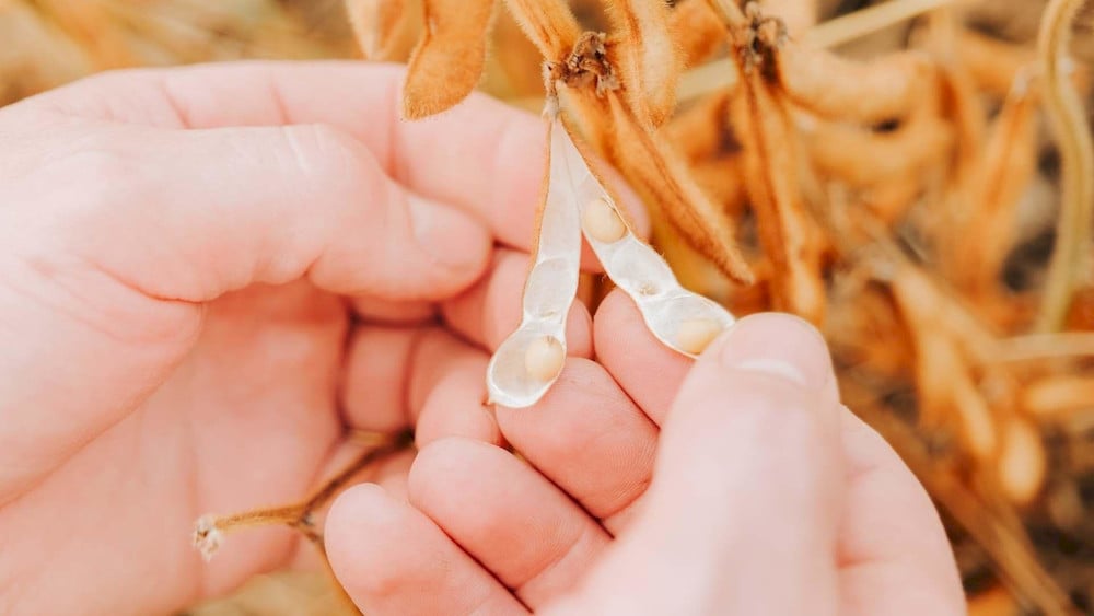 Zinc functions as a critical co-factor for synthesizing essential auxin growth hormones