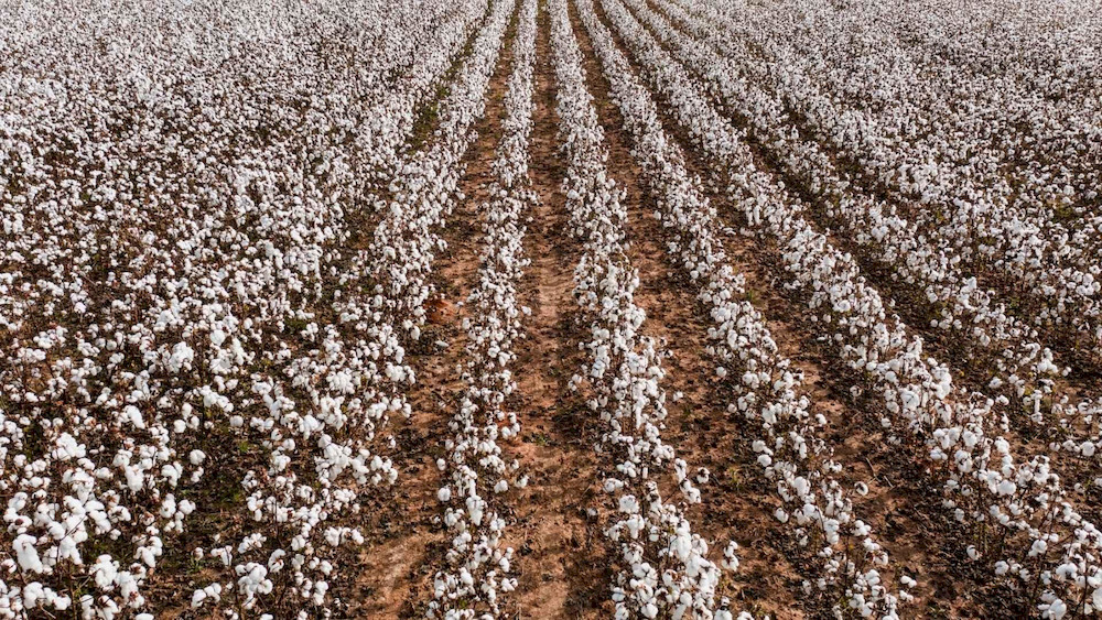 Zinc is involved in a wide range of physiological activities throughout the cotton growth cycle