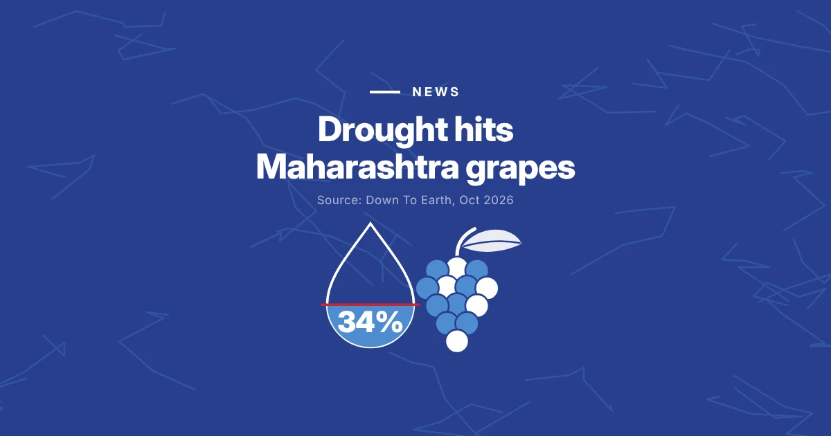 Maharashtra drought: grape growers fear 40% harvest losses