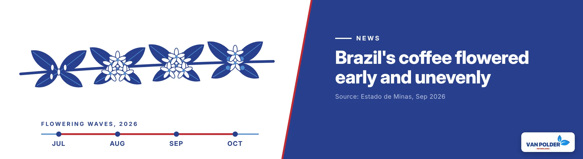 Brazil’s coffee flowered early and unevenly: fruit set is the next test