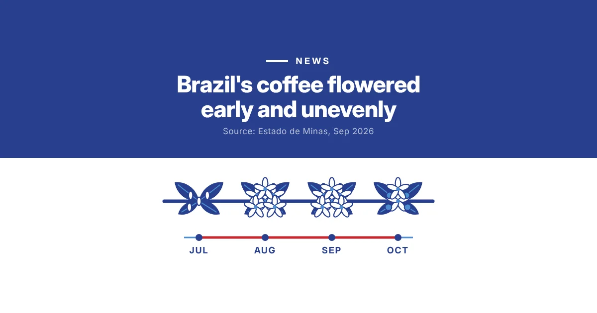 Brazil’s coffee flowered early and unevenly: fruit set is the next test