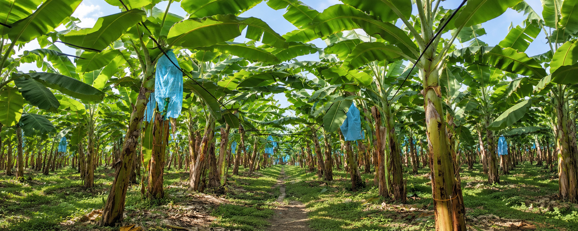 Potassium Deficiency in Banana: Symptoms and Correction